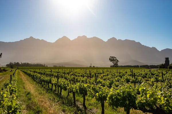 Winelands